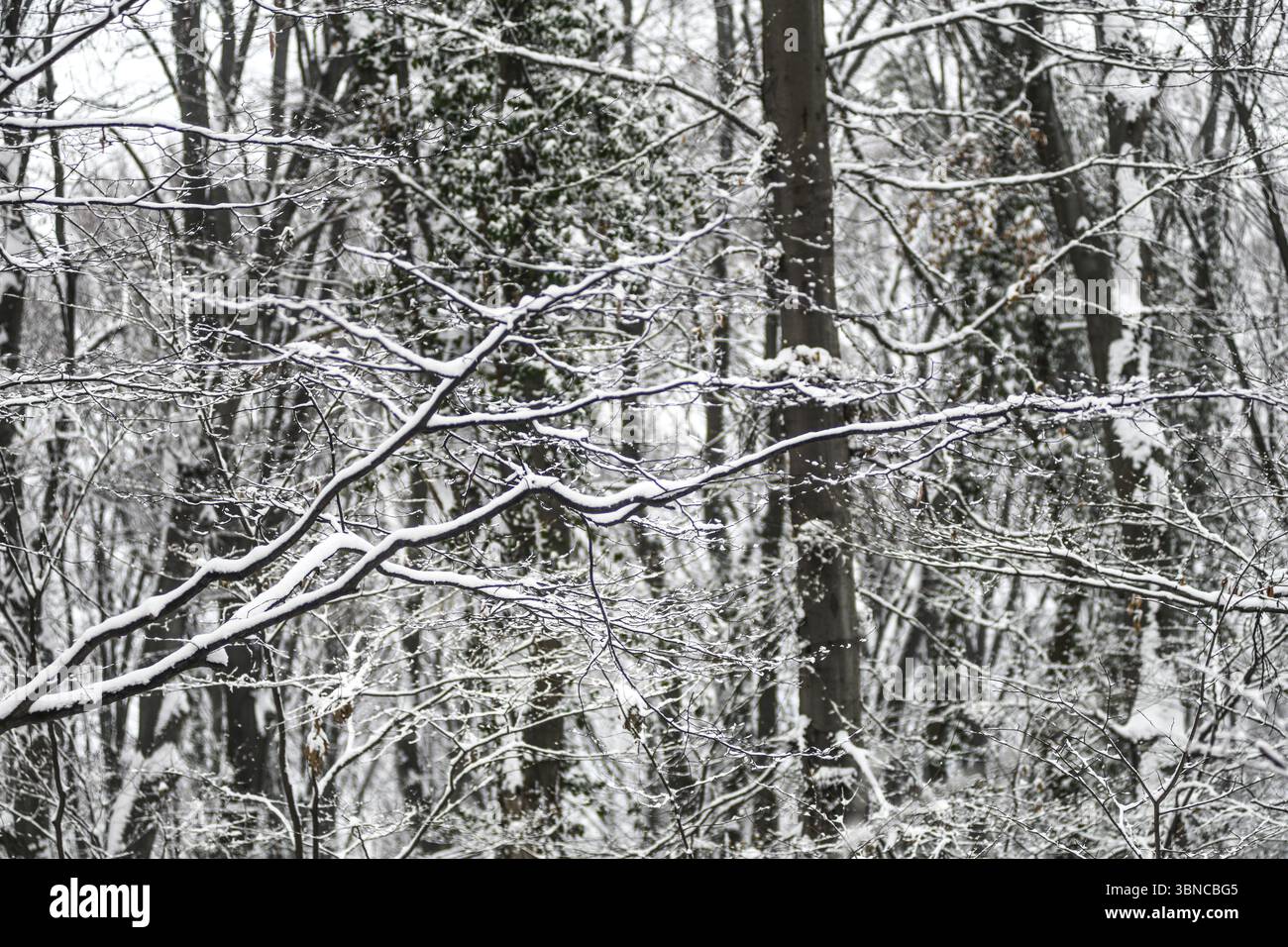 Hiver en Serbie : neige dans la montagne Avala, Belgrade Banque D'Images