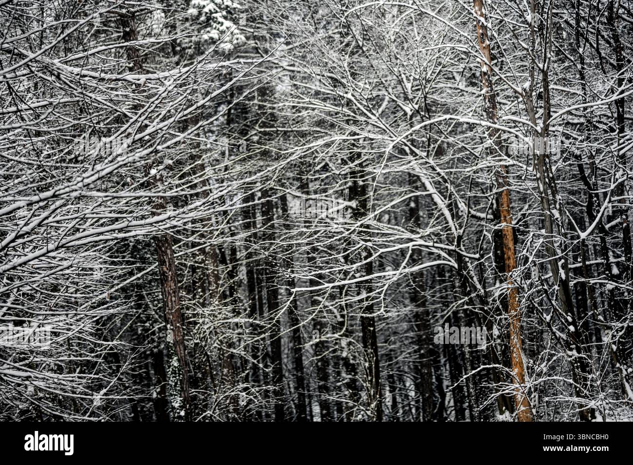 Hiver en Serbie : neige dans la montagne Avala, Belgrade Banque D'Images