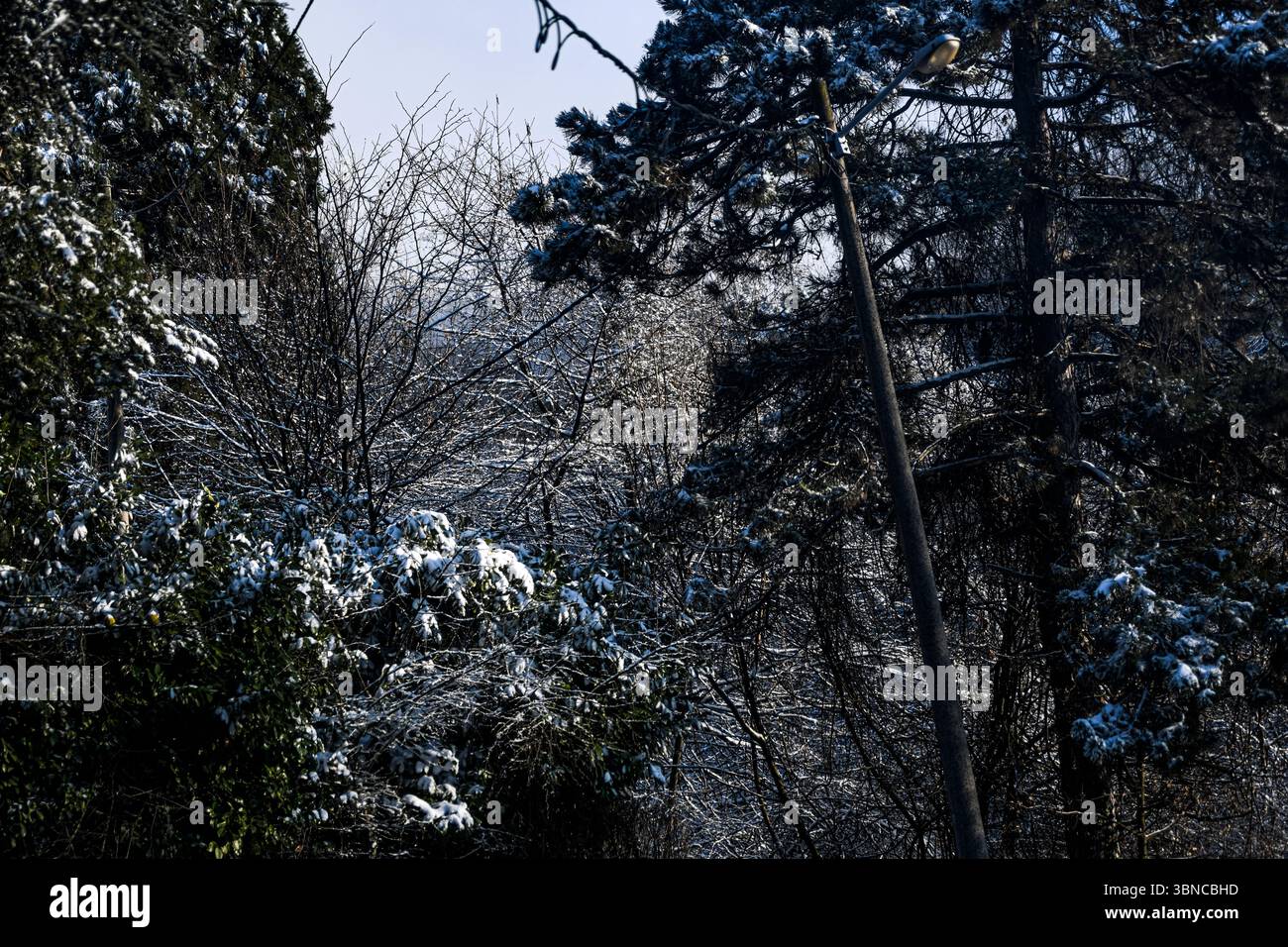 Hiver en Serbie : neige dans la montagne Avala, Belgrade Banque D'Images