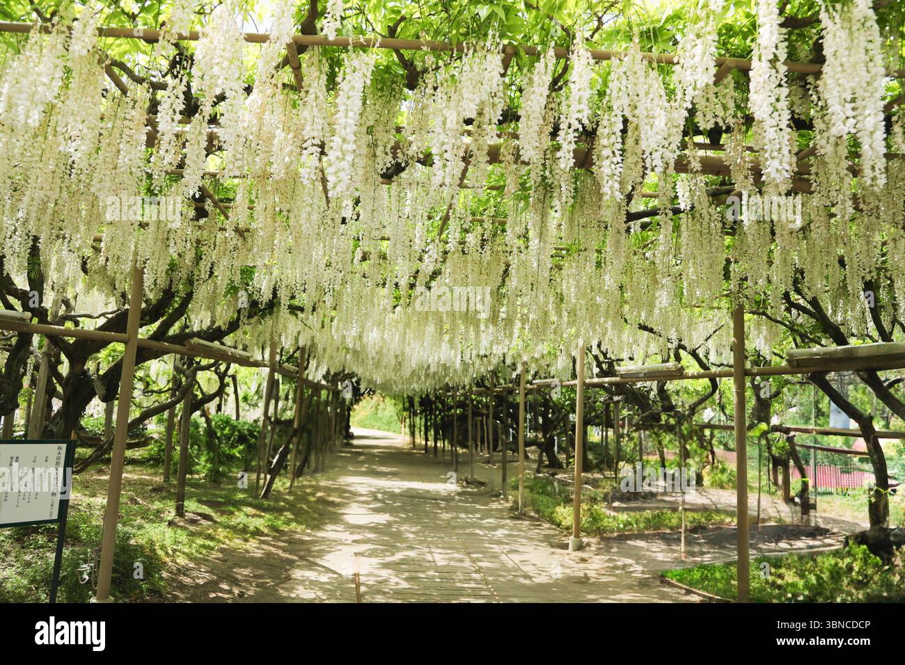 Belle vigne blanche Wisteria en pleine floraison - fleur de printemps du Japon Banque D'Images