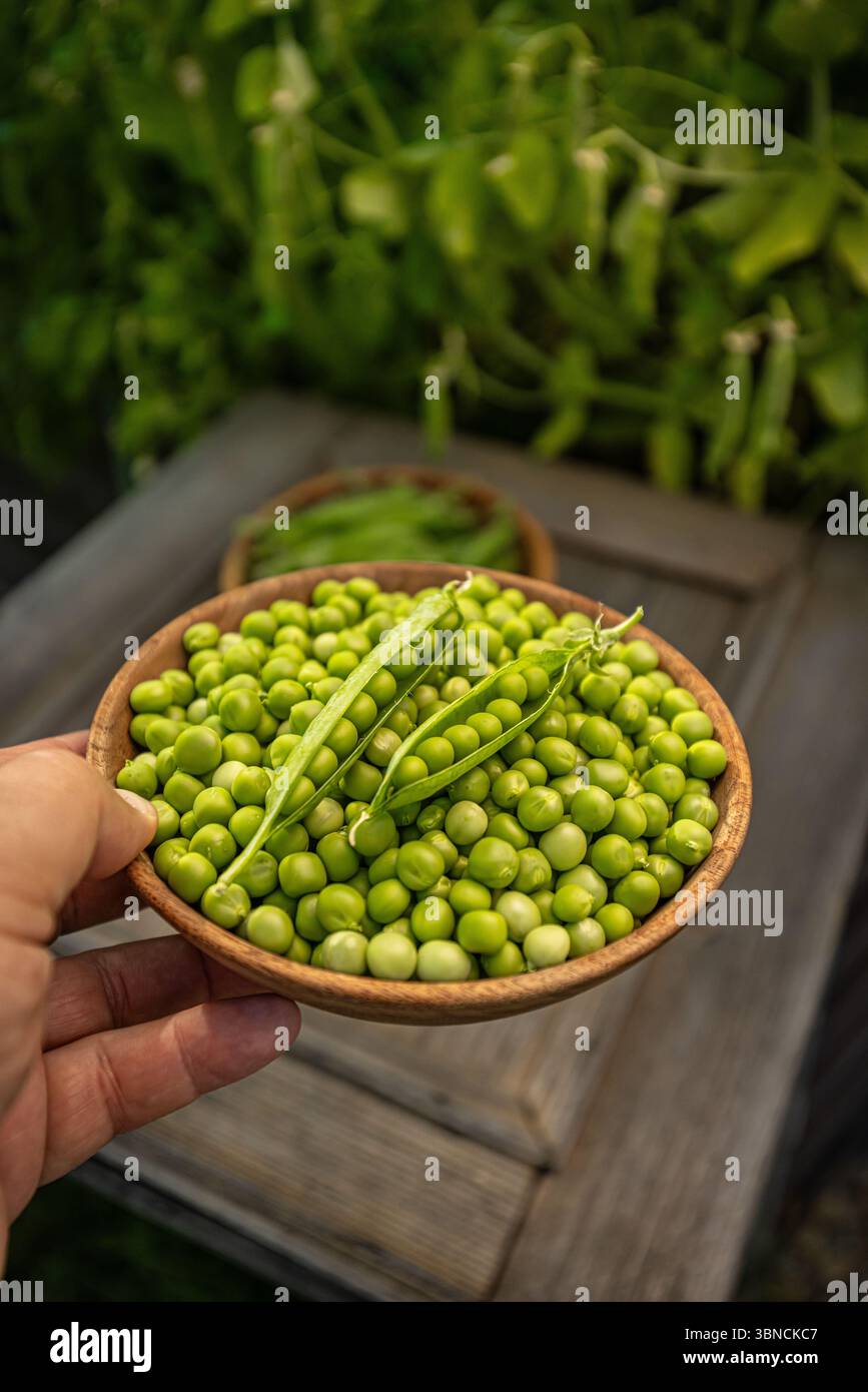 Agriculteur tenant un bol de petits pois fraîchement cueillis dans le jardin Banque D'Images