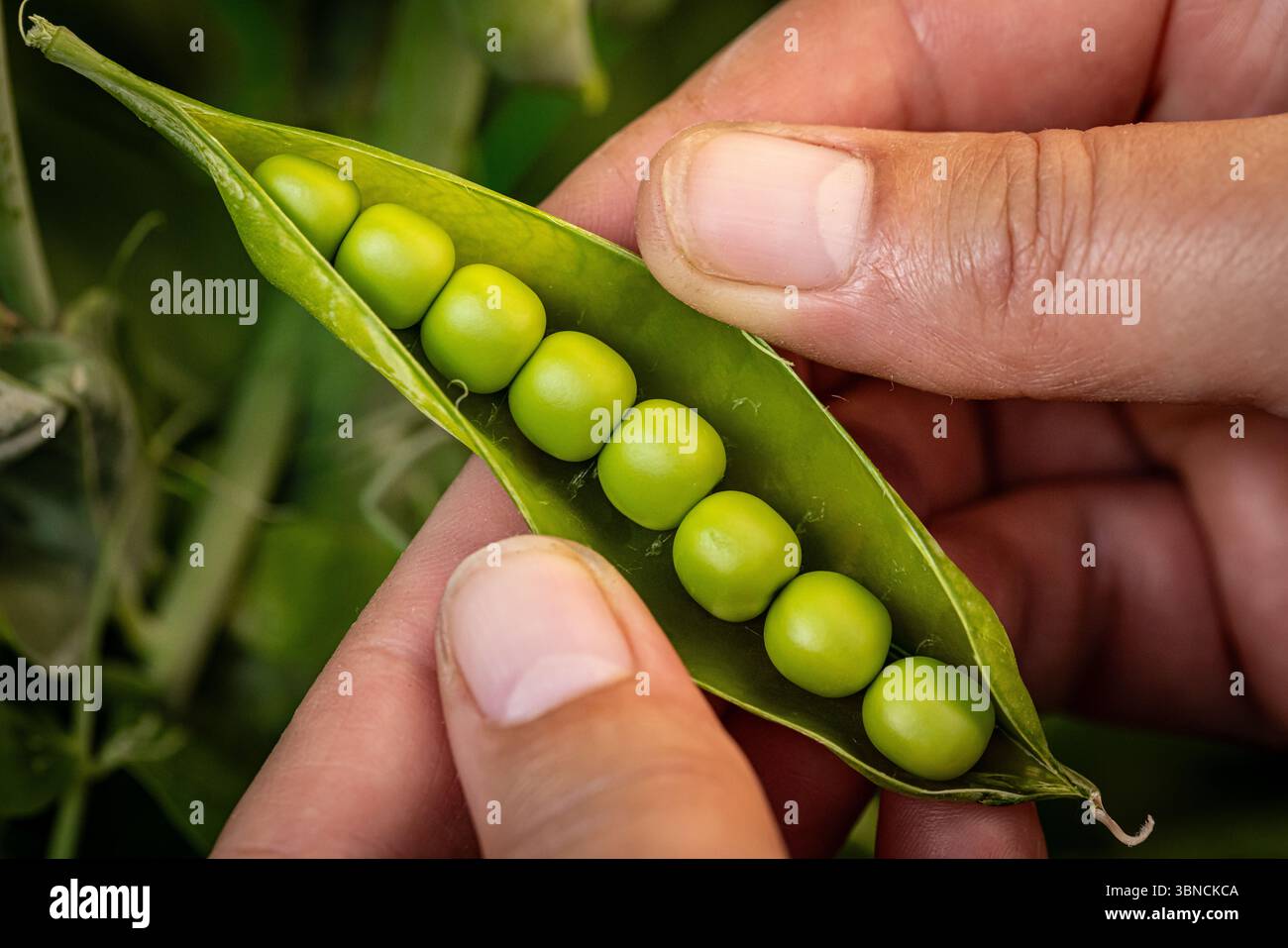 Agriculteur tenant des gousses de pois verts fraîchement cueillies dans le champ Banque D'Images