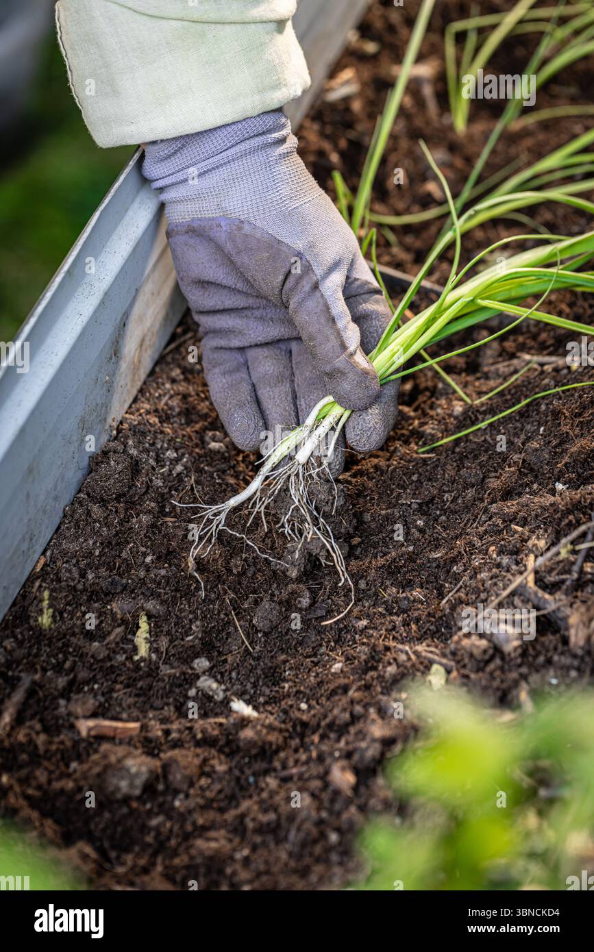 Jardinier plantant des oignons de printemps dans un lit de jardin surélevé Banque D'Images