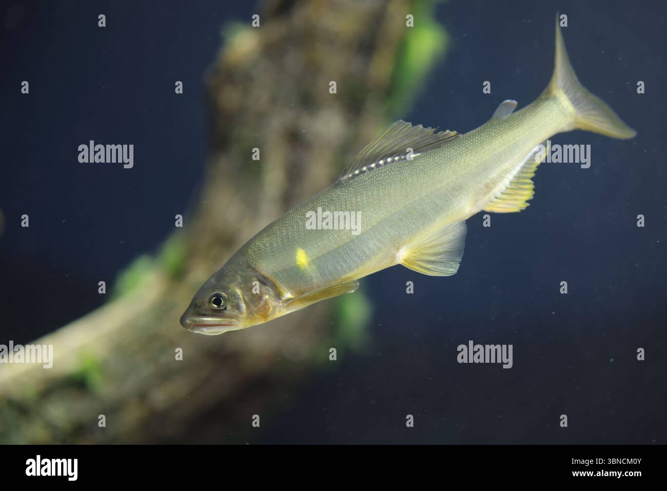Le poisson doux ayu (Plecoglossus altivelis), ou poisson doux, est une espèce de poisson. C'est la seule espèce du genre Plecoglossus et de la famille Plecogloss Banque D'Images Le poisson doux ayu (Plecoglossus altivelis), ou poisson doux, est une espèce de poisson. C'est la seule espèce du genre Plecoglossus et de la famille Plecogloss Banque D'Images