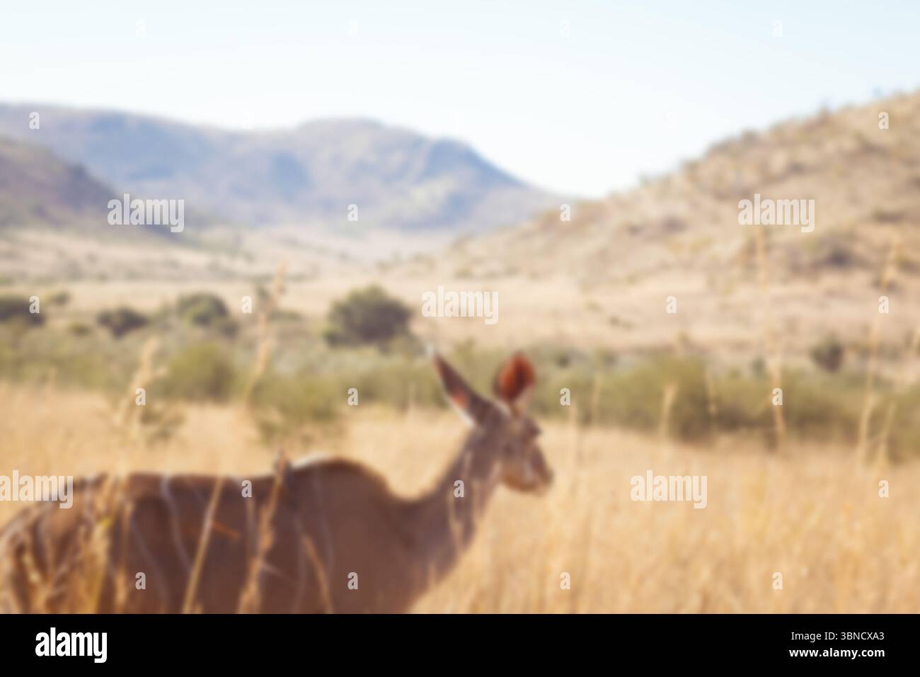 Une seule antilope brune se dresse parmi les hautes herbes sèches, les arbustes et les collines rocheuses dans un design plat Banque D'Images