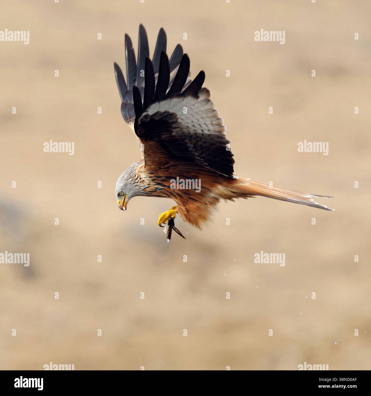 chasse réussie... Cerf-volant rouge ( Milvus milvus ) en vol, volant avec des proies dans ses griffes, faune, Europe. Banque D'Images