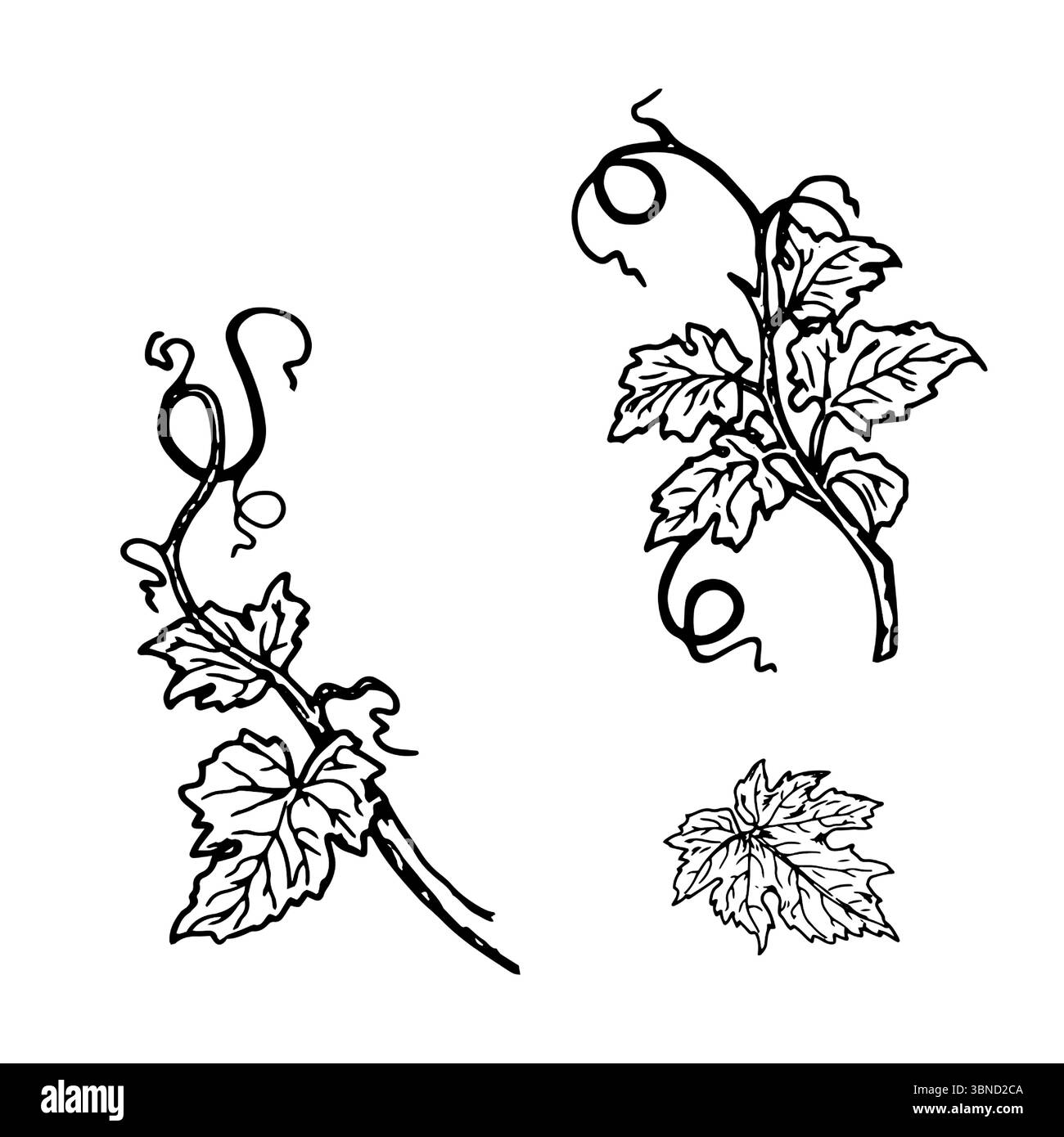 Brindilles vertes et feuilles de citrouille, ensemble de silhouettes, croquis noir et blanc. Illustration vectorielle. Branches printanières de jeunes raisins, isolées sur BA blanc Illustration de Vecteur
