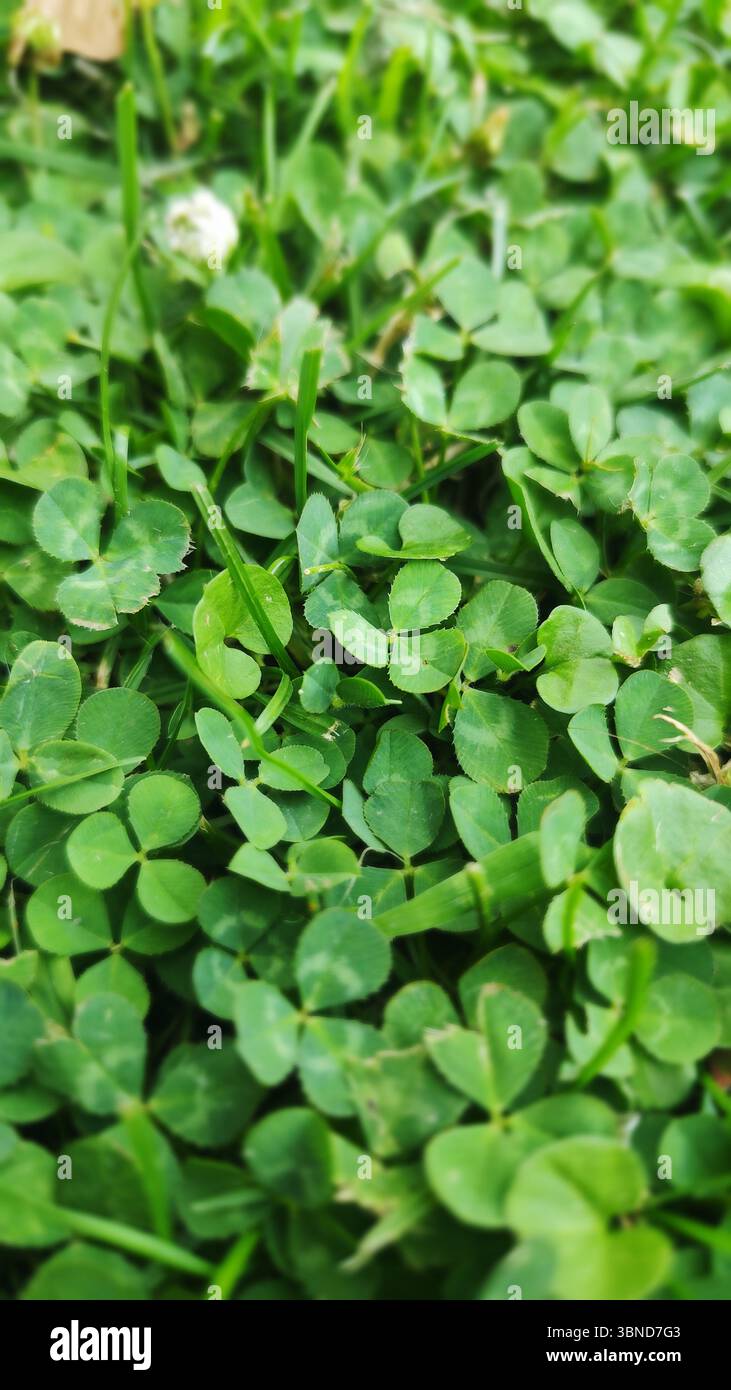 Gros plan d'un champ de trèfles verts. Le trèfle est petit et vert Banque D'Images
