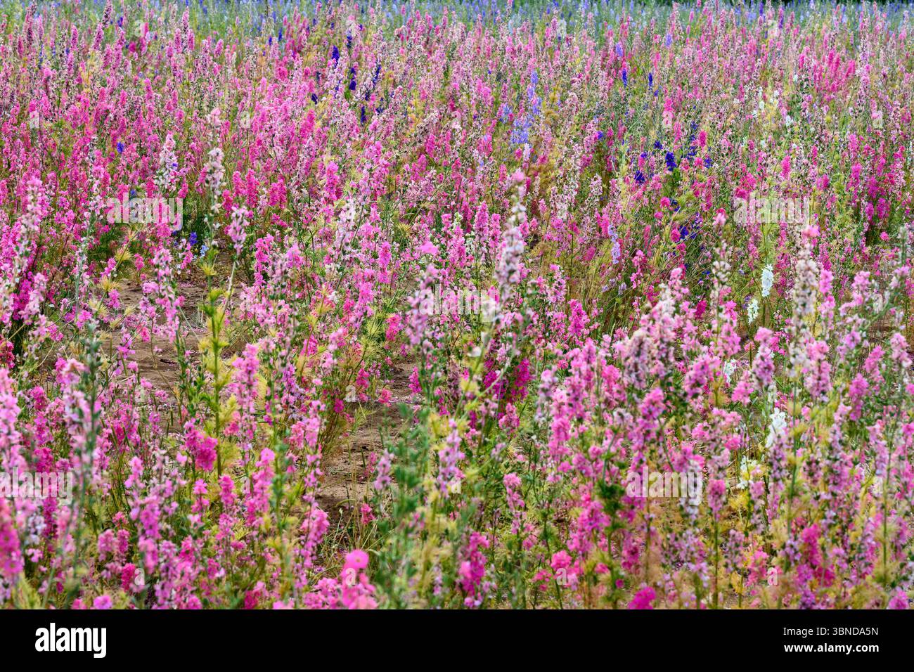 Prairie de fleurs colorées Banque D'Images