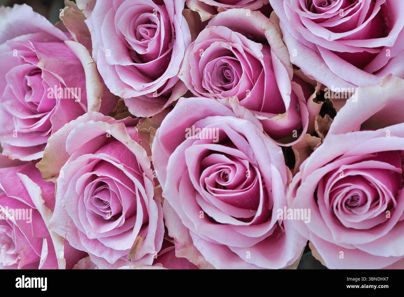 Roses roses délicates en pleine floraison, un bouquet dense avec une touche romantique. Idéal pour des thèmes tels que l'amour, les mariages, la nature et la décoration esthétique. Banque D'Images