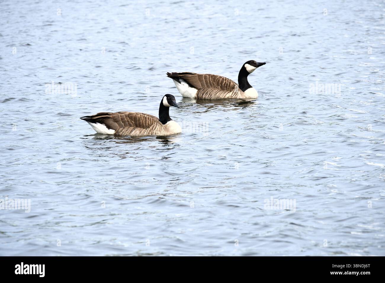 Deux Oies du Canada nagent tranquillement sur une eau calme. Un motif naturel harmonieux avec des couleurs douces, la symétrie et l'observation paisible de la faune. Banque D'Images