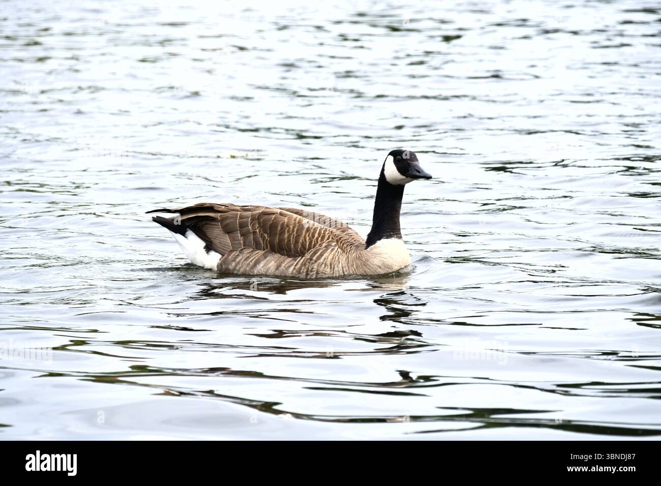 Une oie du Canada nage tranquillement sur l'eau calme. Un motif naturel harmonieux avec des couleurs douces, la symétrie et l'observation paisible de la faune. Banque D'Images