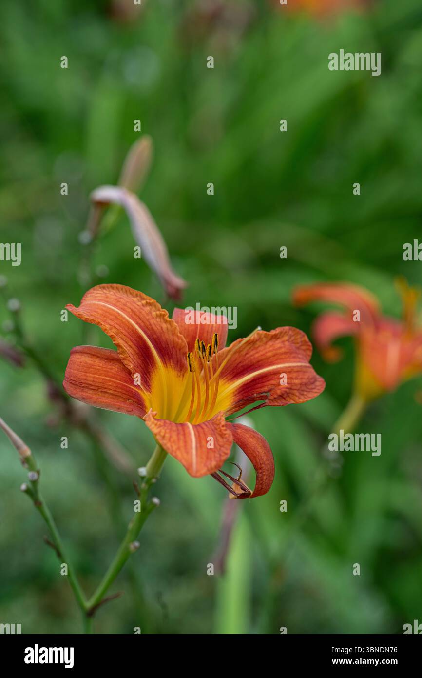 Day Lily : Hemerocallis Fulva. Banque D'Images