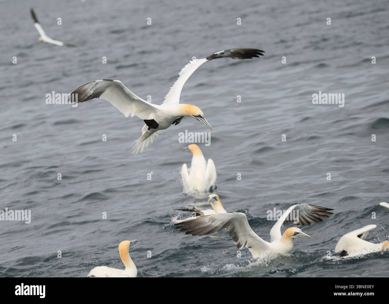 Gannet (Morus bassanus), Noss NNR, Shwtland Banque D'Images Gannet (Morus bassanus), Noss NNR, Shwtland Banque D'Images