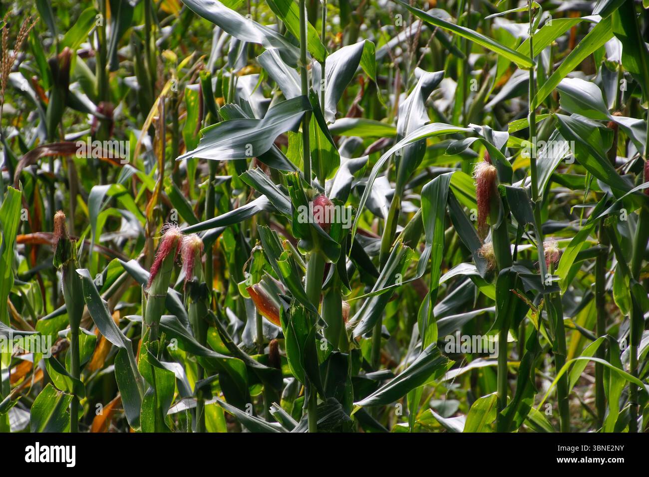 Image vibrante d'épis de maïs mûrs dans un champ de maïs vert, idéal pour l'agriculture, l'alimentation, l'agriculture et les thèmes de la nature Banque D'Images