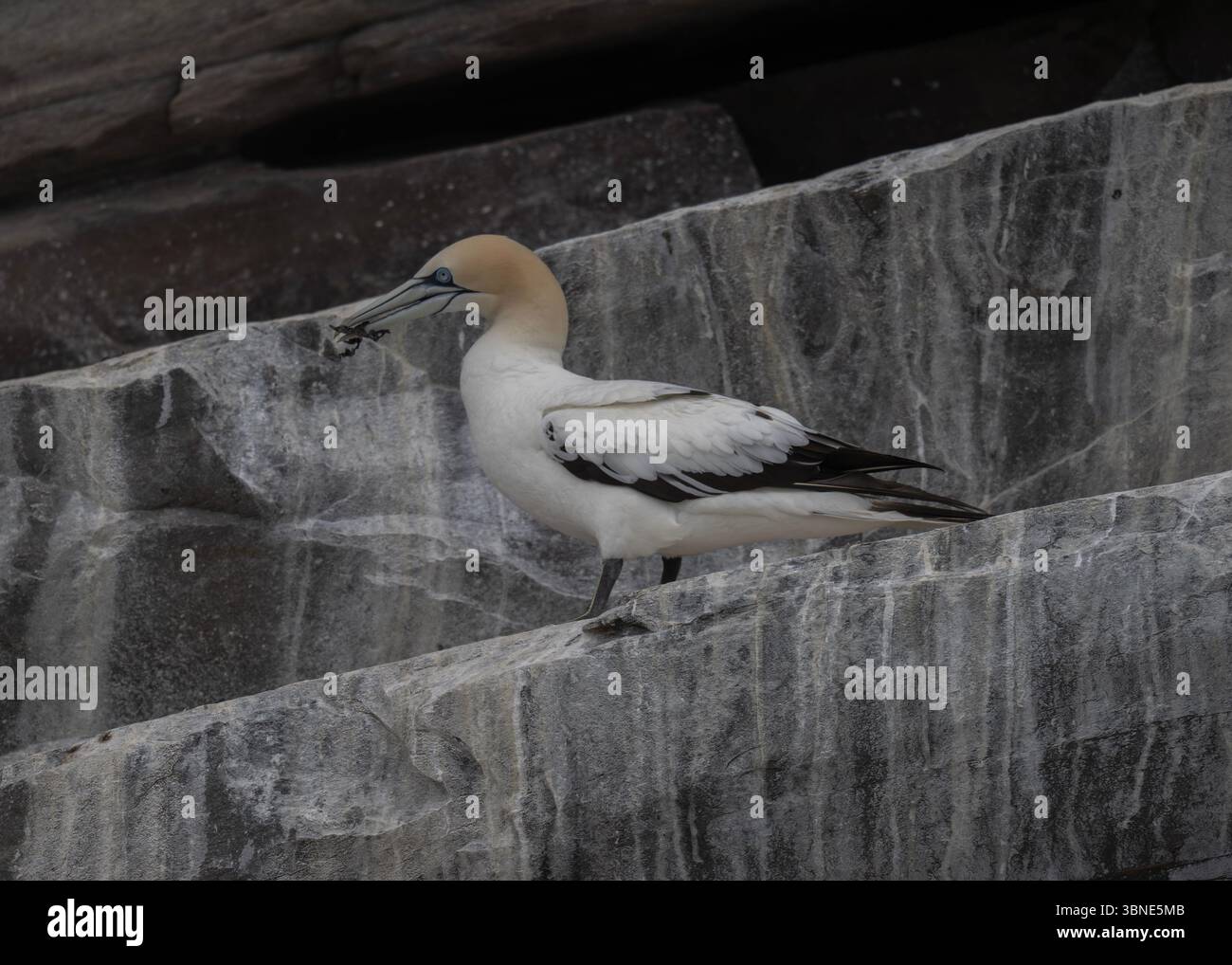 Gannet (Morus bassanus), Noss NNR, Shwtland Banque D'Images Gannet (Morus bassanus), Noss NNR, Shwtland Banque D'Images