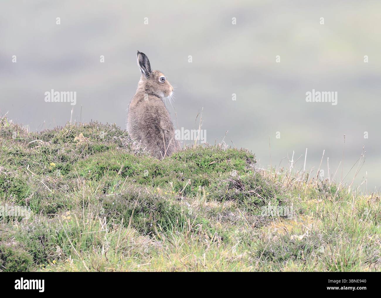 Lièvre (Lepus timidus), Mid Dale, West Mainland, Shetland Banque D'Images Lièvre (Lepus timidus), Mid Dale, West Mainland, Shetland Banque D'Images