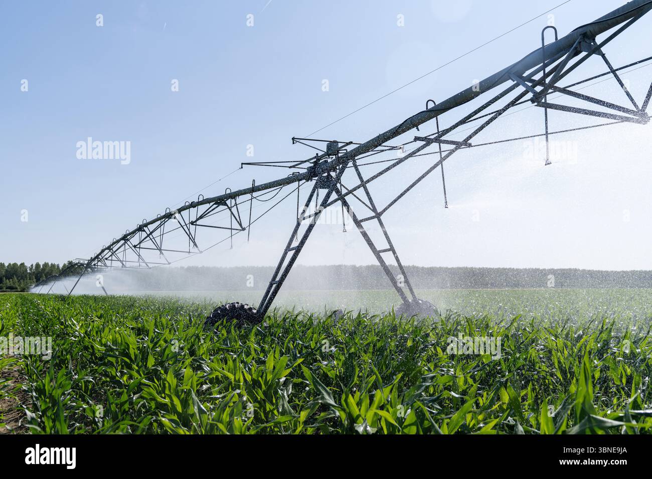 Système agricole d'irrigation à pivot sur champ de maïs Banque D'Images