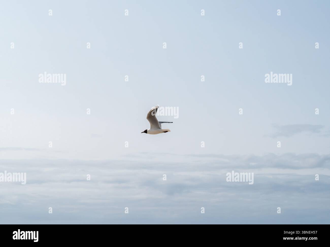 Une vue imprenable d'un oiseau planant gracieusement dans le ciel ouvert, incarnant la liberté et la beauté de la nature. Banque D'Images