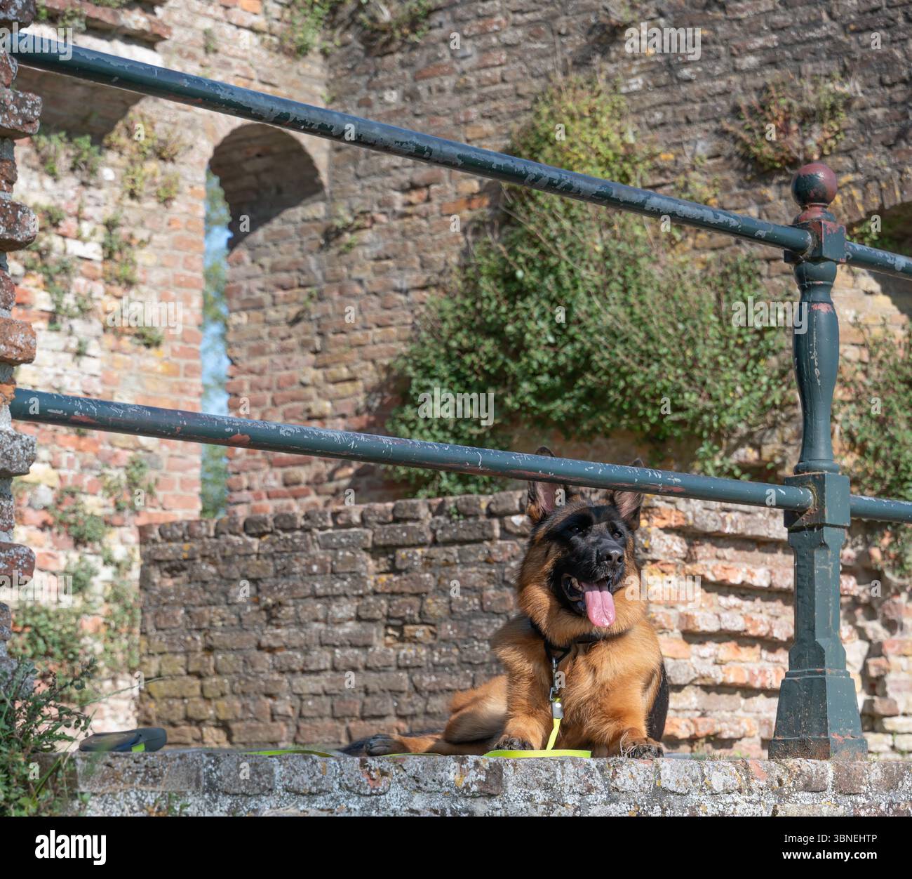 Un chien majestueux et beau se prélasse confortablement près de vieilles structures en pierre altérées entourées d'une végétation luxuriante Banque D'Images