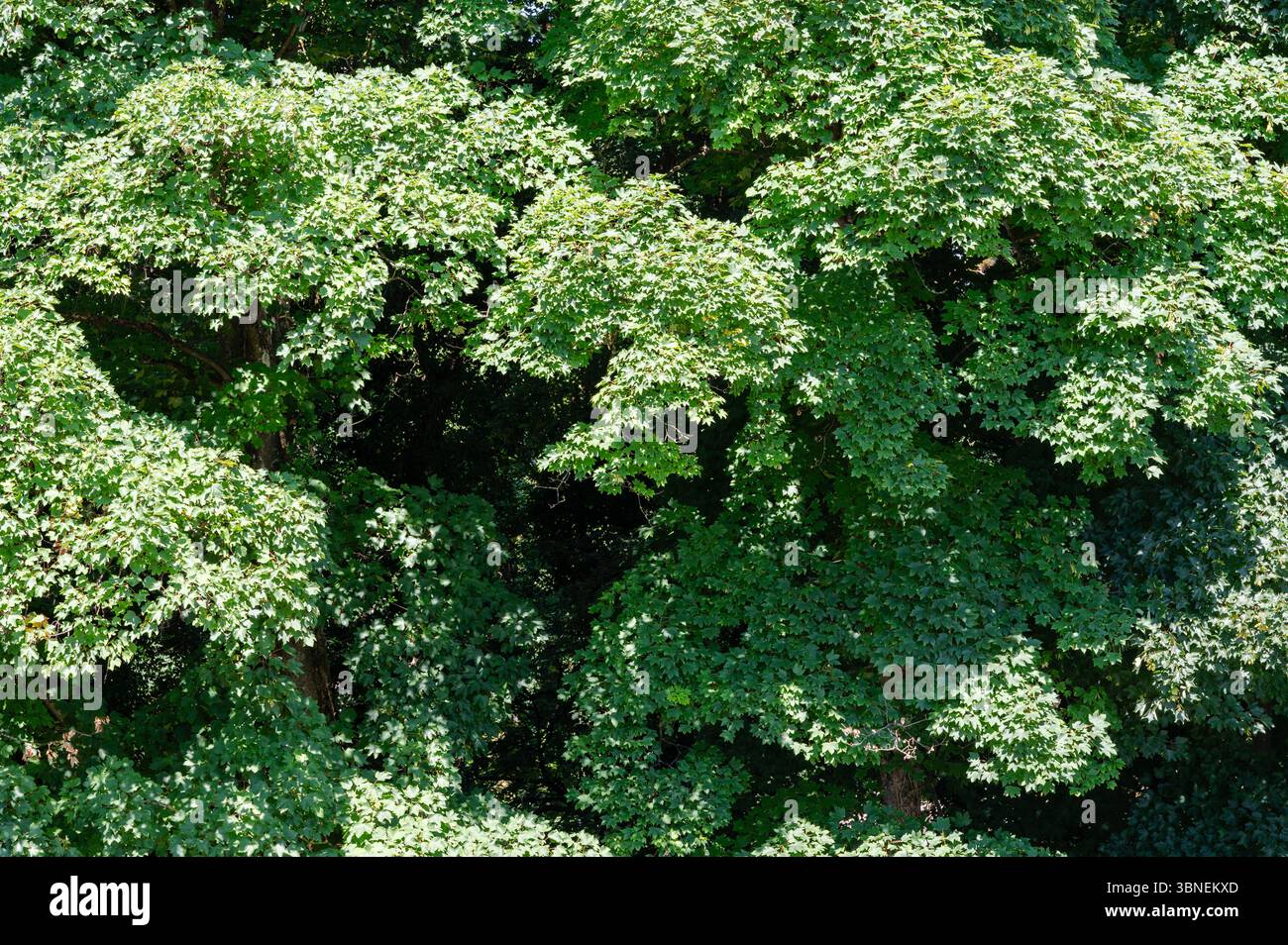Les feuilles vertes vibrantes créent un auvent dense et luxuriant, mettant en valeur magnifiquement la sérénité et la beauté de la nature Banque D'Images