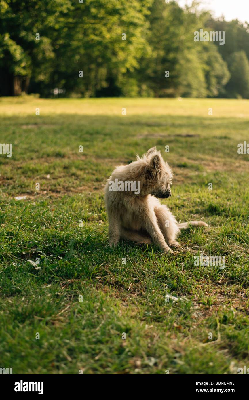 Chien blanc dans le parc Banque D'Images