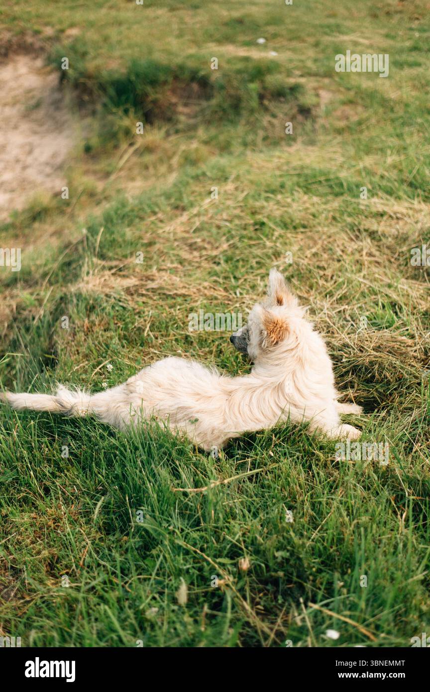Chien blanc dans le parc Banque D'Images