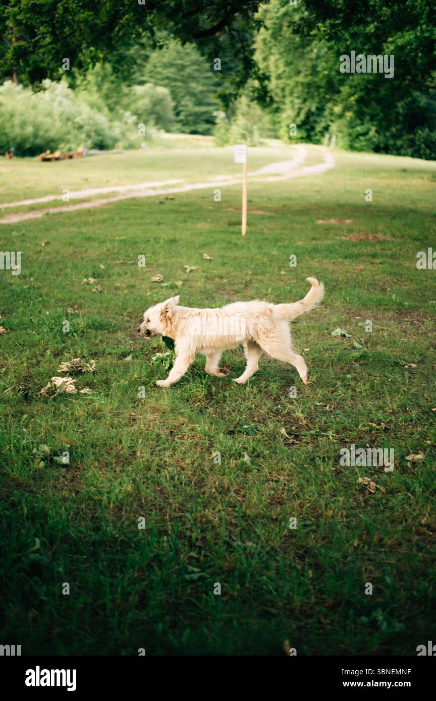 Chien blanc dans le parc Banque D'Images