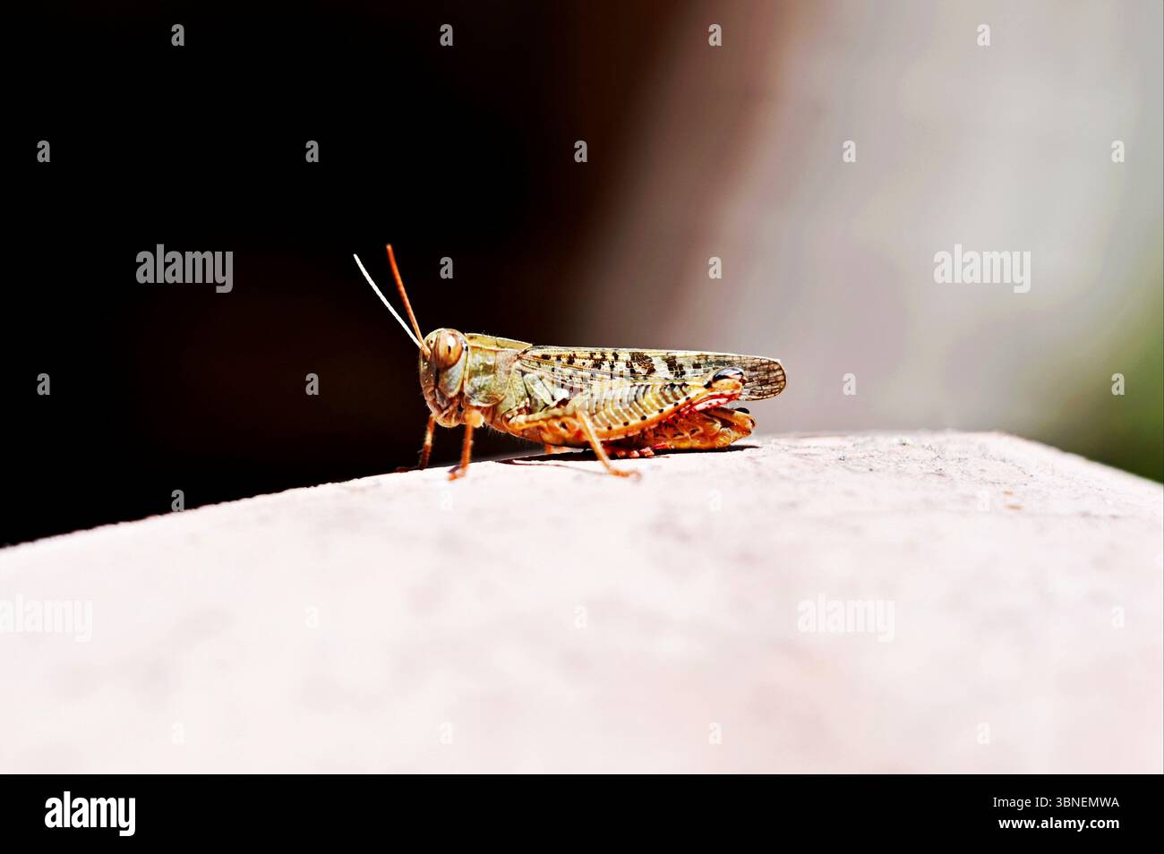 sauterelle brune isolée en vue macro sur le dessus de la jetée en pierre dans un environnement urbain. profil latéral. grands yeux. nom latin locusta. faune dans la ville Banque D'Images