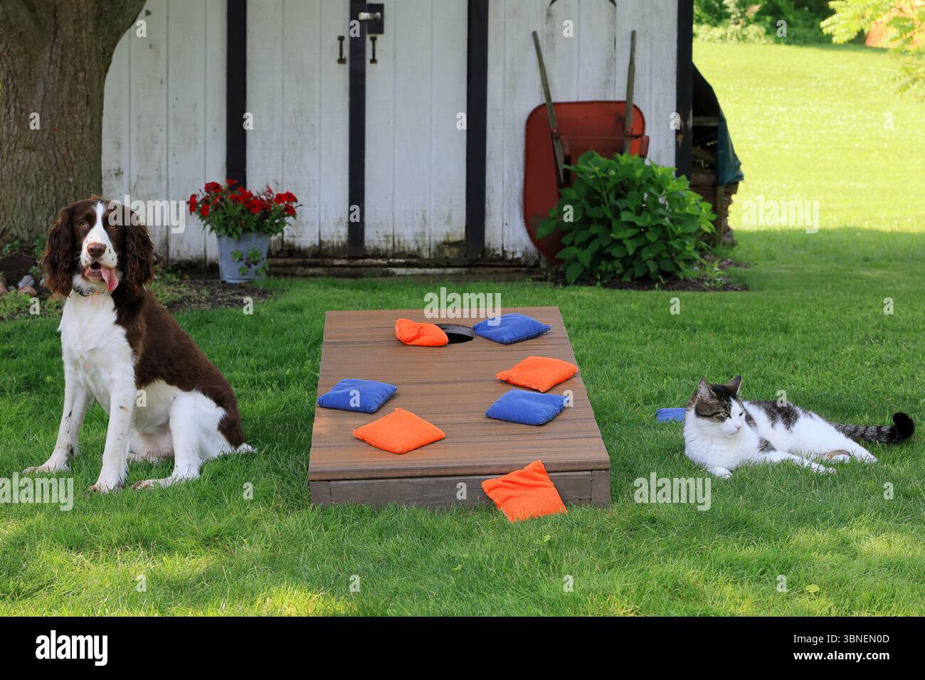 Le chat boude après avoir perdu le jeu Cornhole au chien, tandis que le chien semble heureux Banque D'Images Le chat boude après avoir perdu le jeu Cornhole au chien, tandis que le chien semble heureux Banque D'Images
