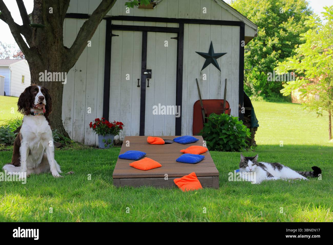 Le chat boude après avoir perdu le jeu Cornhole au chien, tandis que le chien semble heureux Banque D'Images Le chat boude après avoir perdu le jeu Cornhole au chien, tandis que le chien semble heureux Banque D'Images