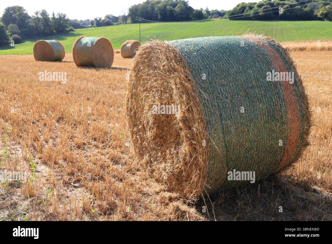Influence du réchauffement climatique sur les cultures agricoles : l'orge à maturation précoce après les vagues de chaleur printanières. Banque D'Images
