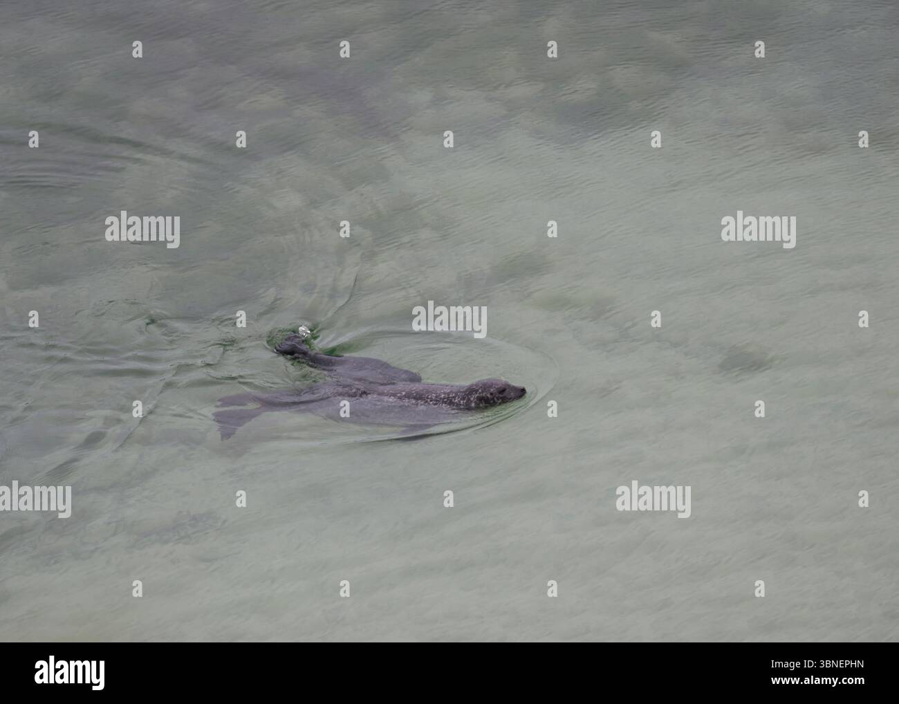 Phoque commun (Phoca vitulina) et chiot, swimmimg, baie de Scousburgh, Rerwick, Mainland, Shetland Banque D'Images Phoque commun (Phoca vitulina) et chiot, swimmimg, baie de Scousburgh, Rerwick, Mainland, Shetland Banque D'Images