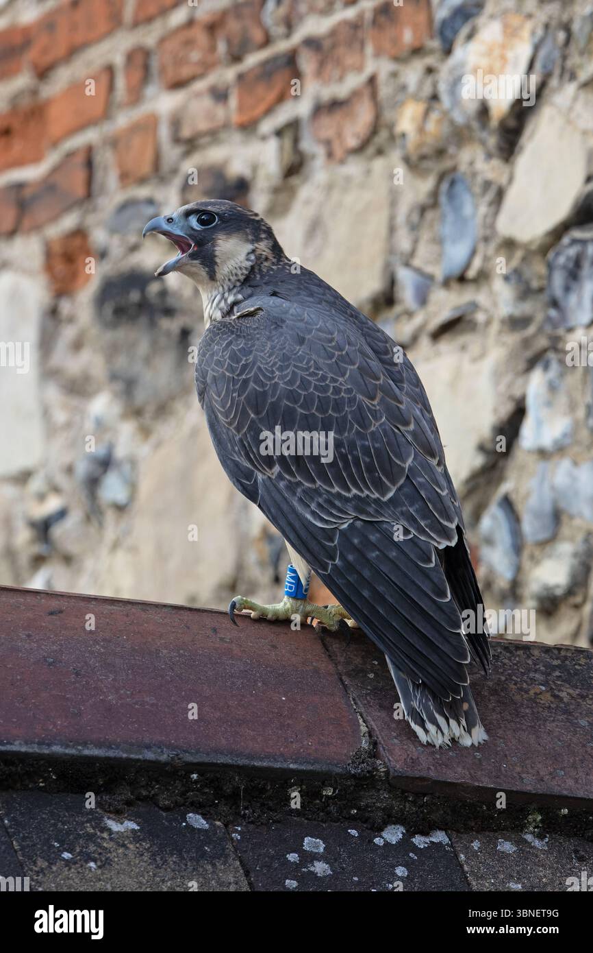 Faucon pèlerin (Falco peregrinus) jeune femelle Cathédrale de Norwich juin 2025 Banque D'Images