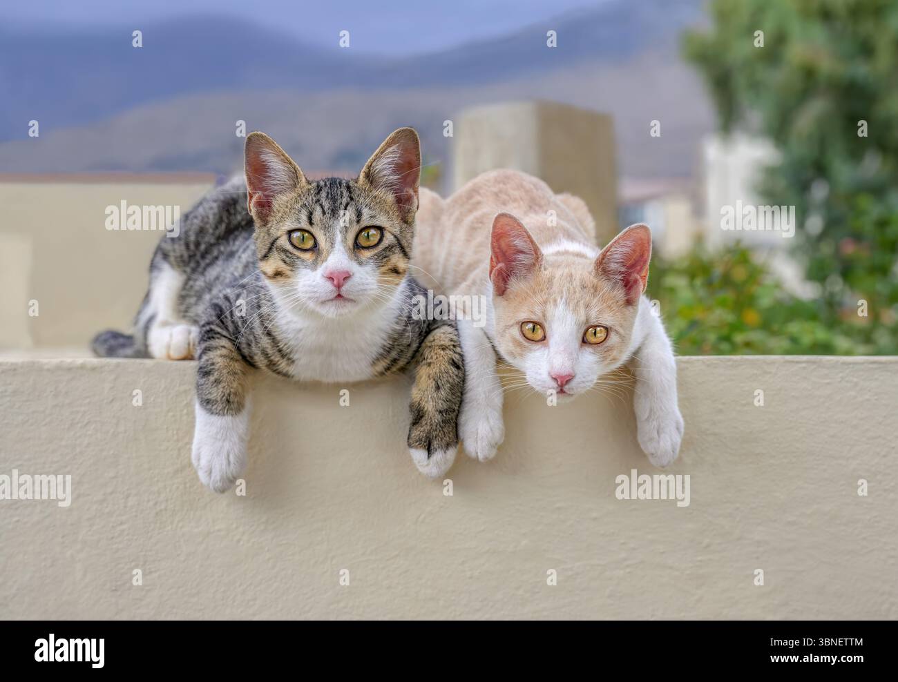 Deux chatons chats mignons, une paire de frères et sœurs, couchés confortablement côte à côte sur un mur et regardant curieusement, Crète, Grèce Banque D'Images