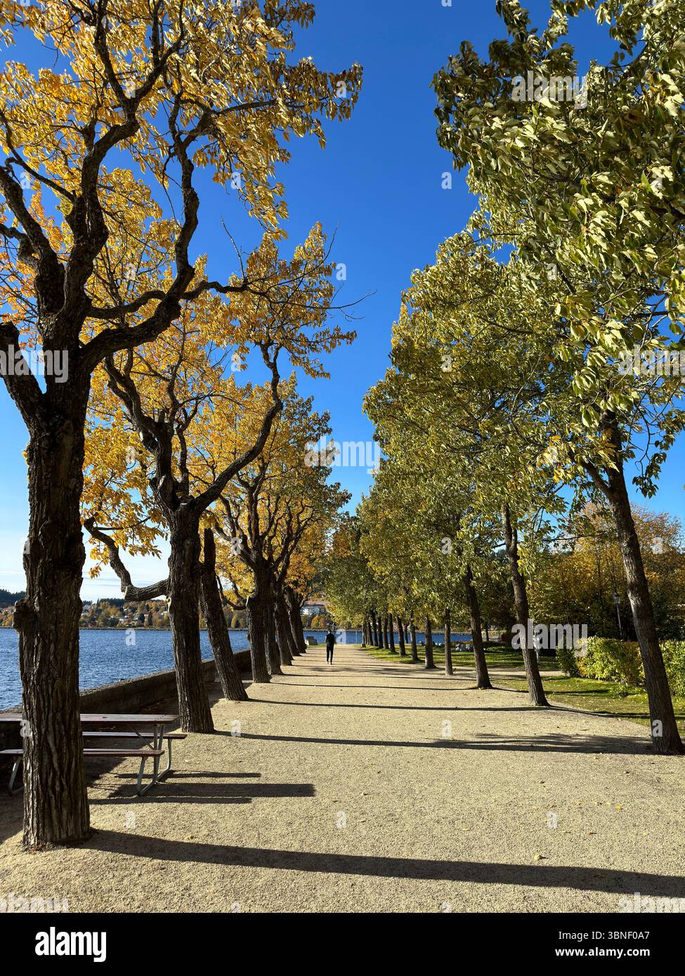 Une belle scène de parc d'automne avec un chemin bordé d'arbres par une journée ensoleillée. - Image de stock capturée avec un smartphone