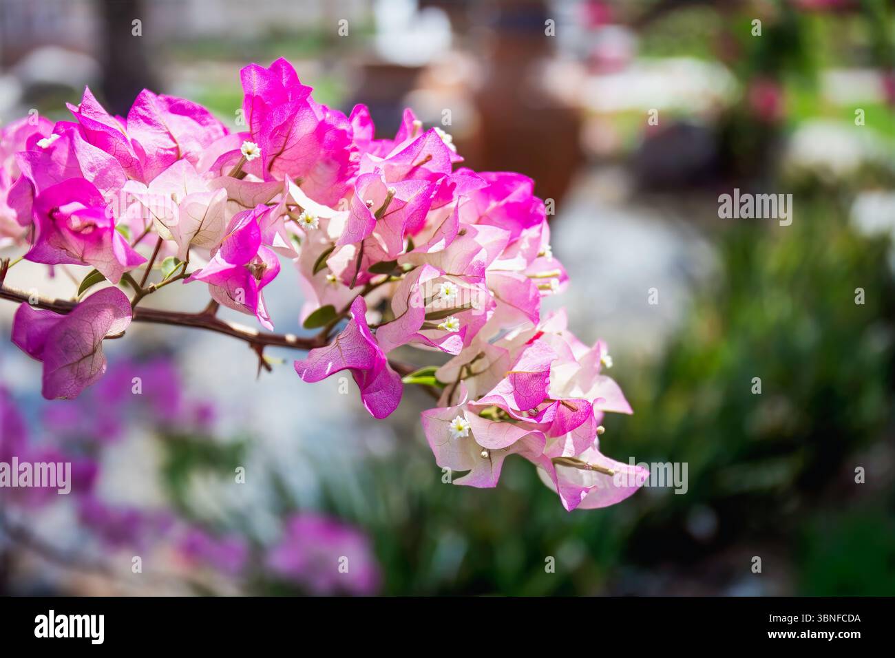 Dubaï, Émirats arabes Unis - 13 mars 2025 : les fleurs de bougainvilliers fleurissent avec des pétales roses et blancs vifs, entourées d'une garde verte vibrante Banque D'Images