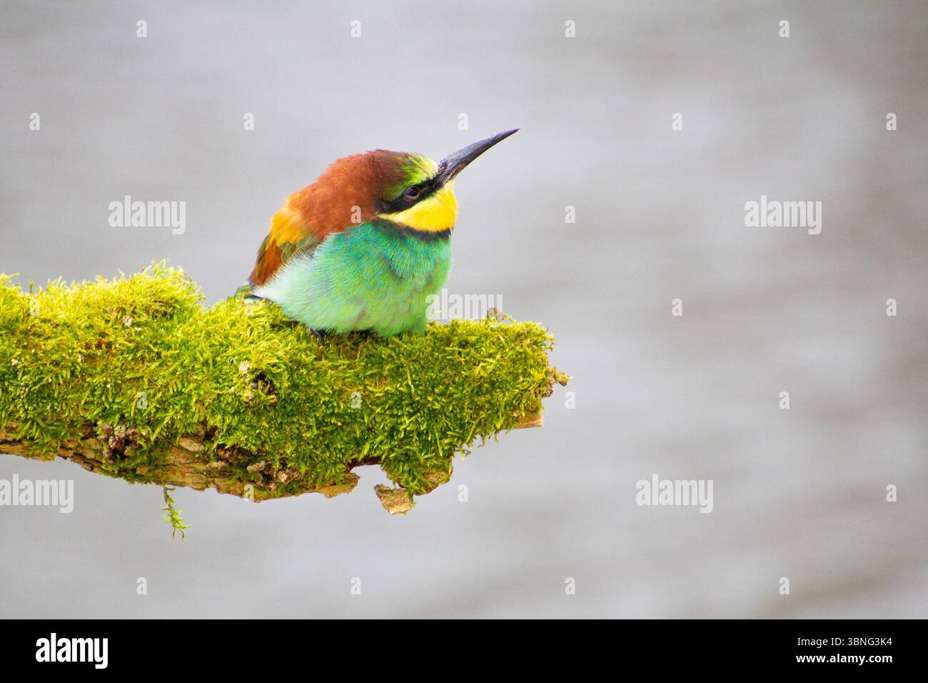 Mangeur d'abeilles reposant sur un poteau, ayant une pause, observant et observant. Banque D'Images
