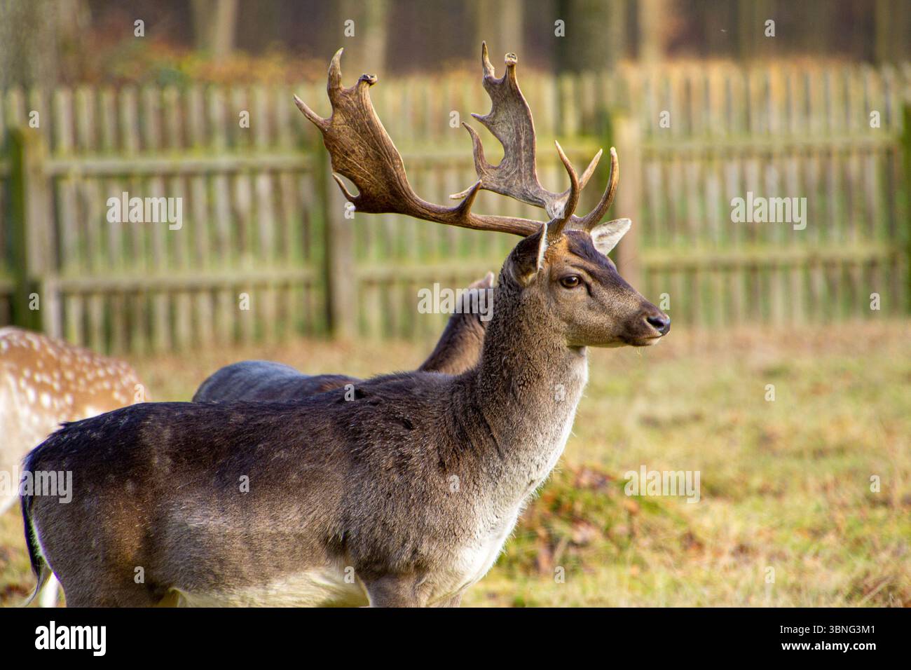 Cerf en jachère mâle avec bois. Rester vigilant, soigneusement vigilant. observation réfléchie. Pendant ce temps rêver et regarder au loin, à la recherche Banque D'Images