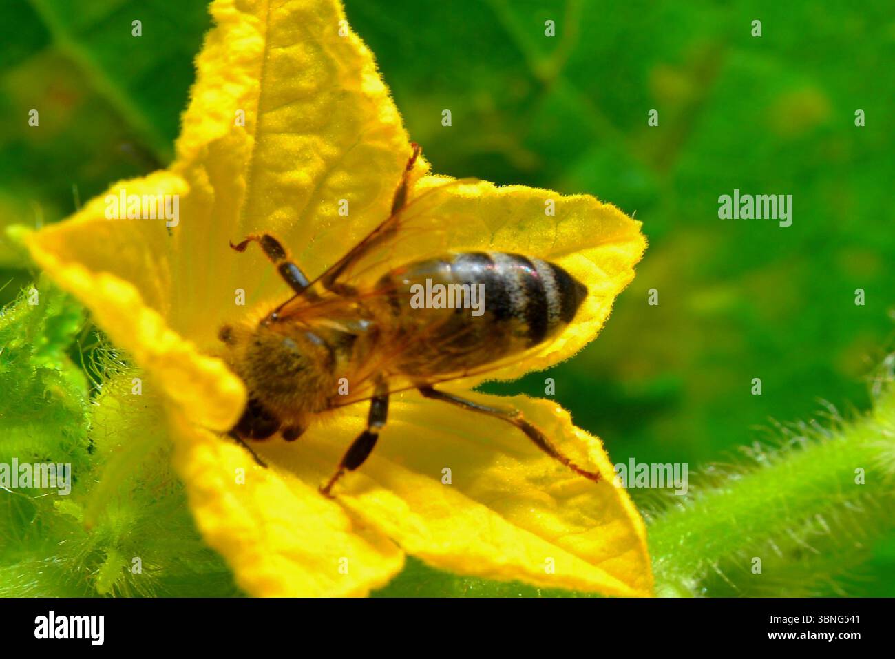 Abeille pollinisant la belle fleur de concombre au milieu du printemps Banque D'Images