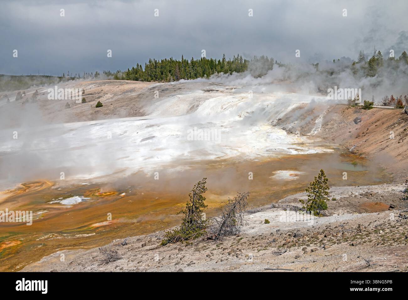 Piscine bactérienne sous une crête de White dans le Percelain Baisn dans le parc national de Yellowstone dans le Wyoming Banque D'Images