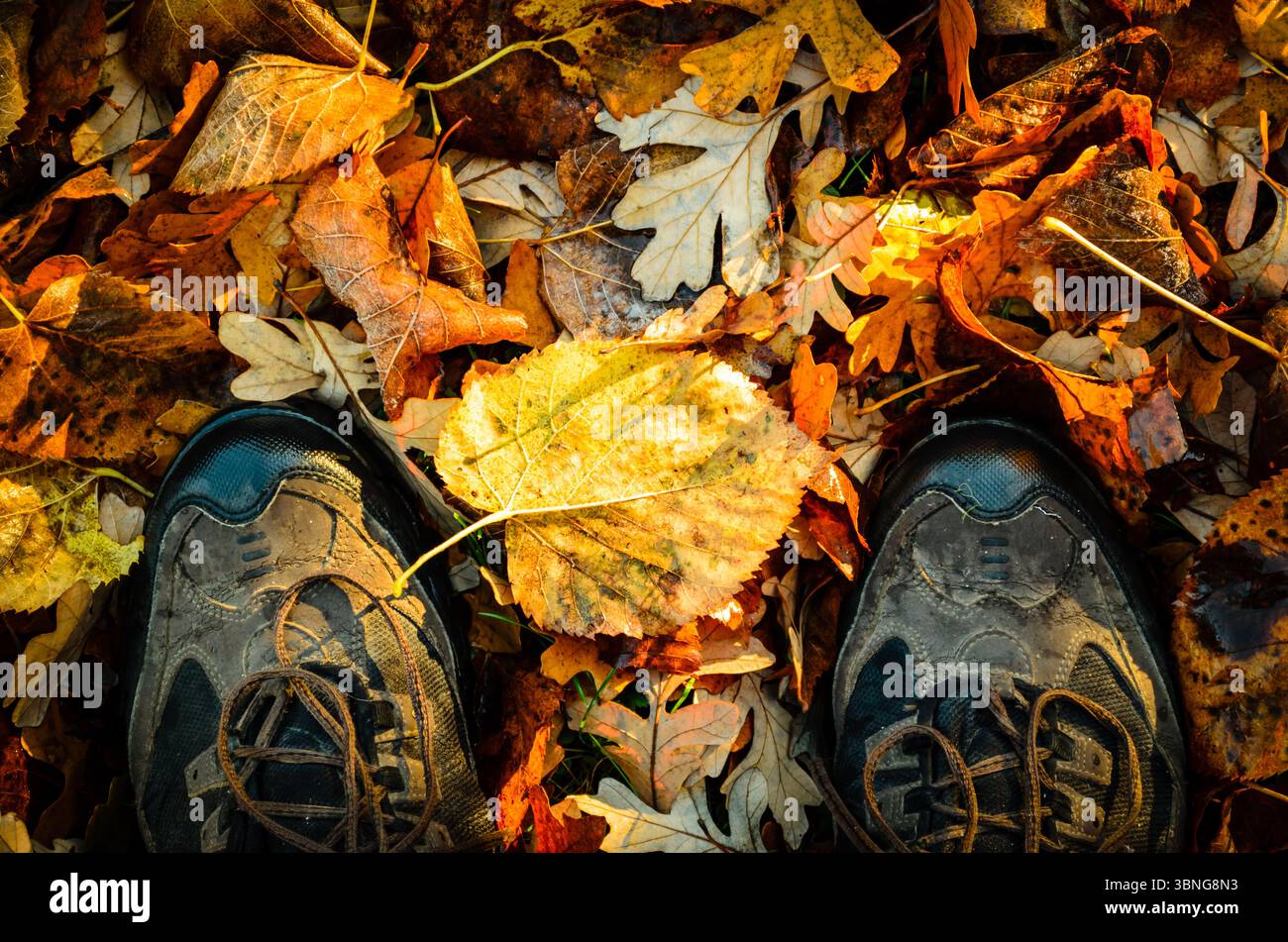 Vue au-dessus des chaussures mouillées dans les feuilles d'automne un matin ensoleillé. Banque D'Images