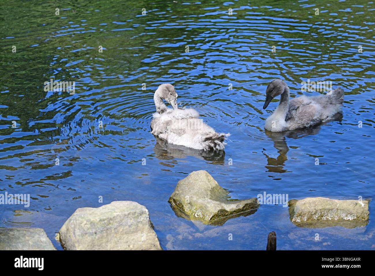 Deux cygnets à Coppice étang, St Ives, Bingley, West Yorkshire Banque D'Images
