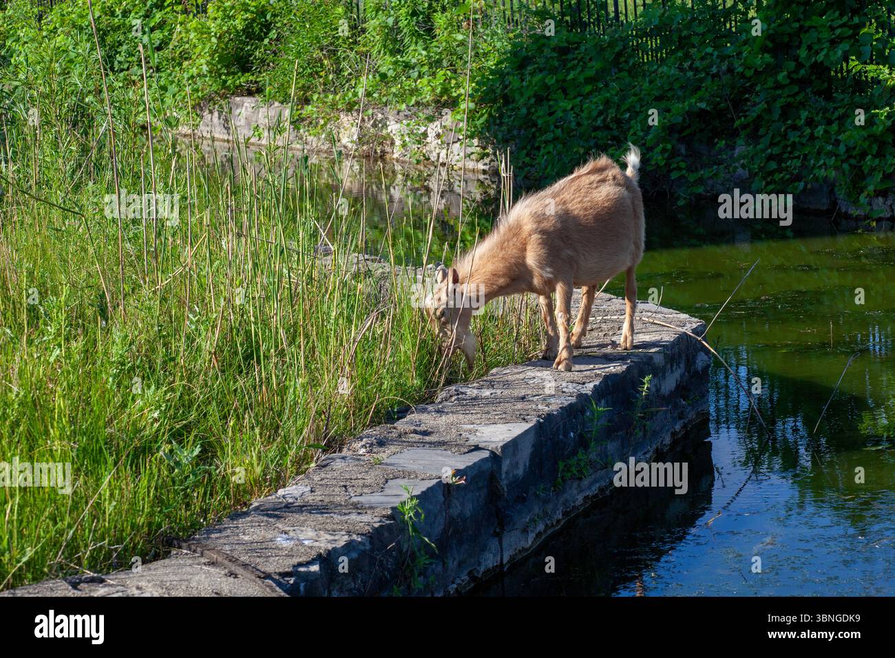 Detroit, Michigan - Un troupeau de quatre chèvres est employé pour manger des mauvaises herbes et des broussailles dans la zone envahie par la végétation à côté de la Nancy Brown Peace Carillon Tower à Bel Banque D'Images