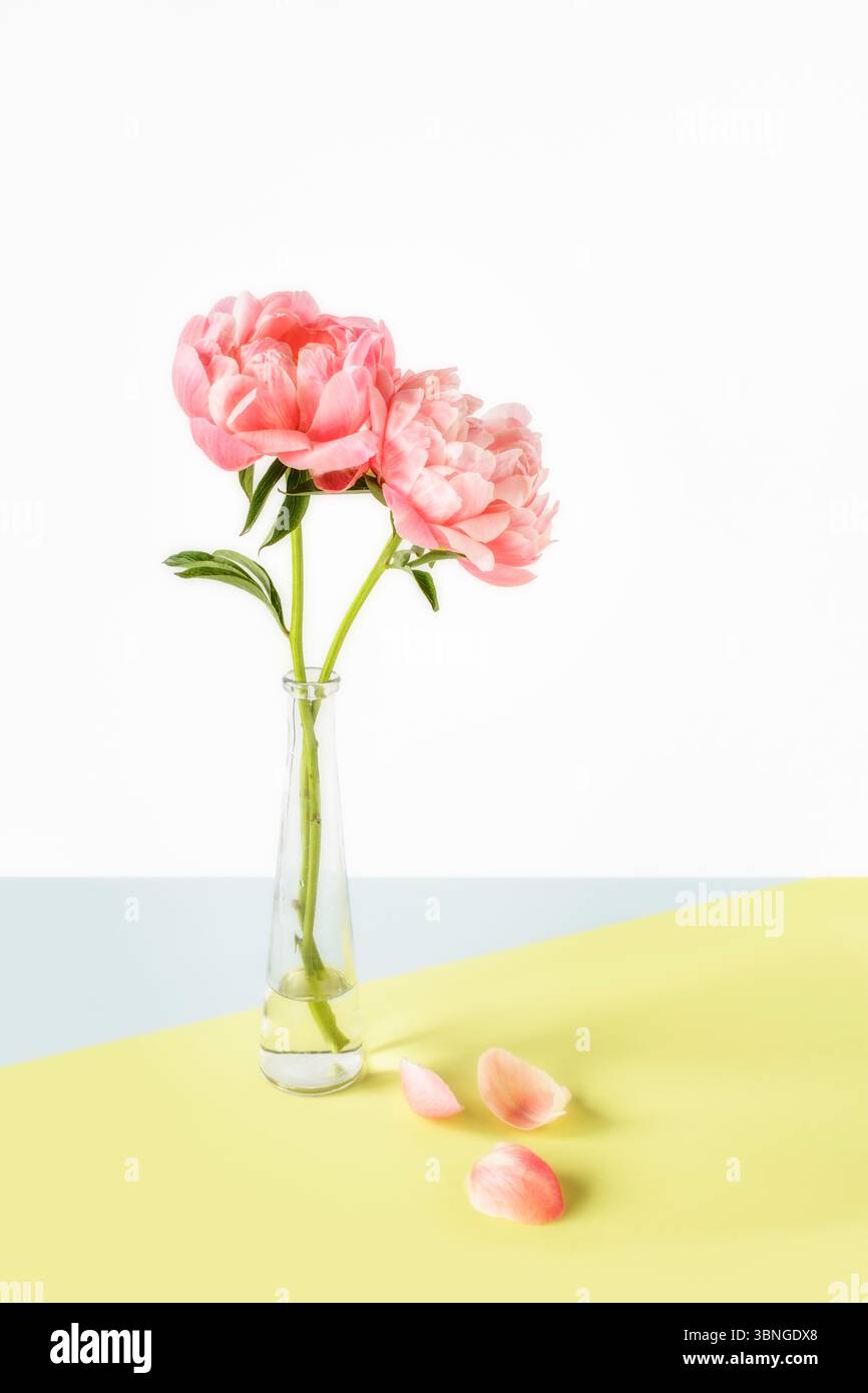 Deux pivoines roses semi-doubles dans un vase en verre, nature morte florale Banque D'Images