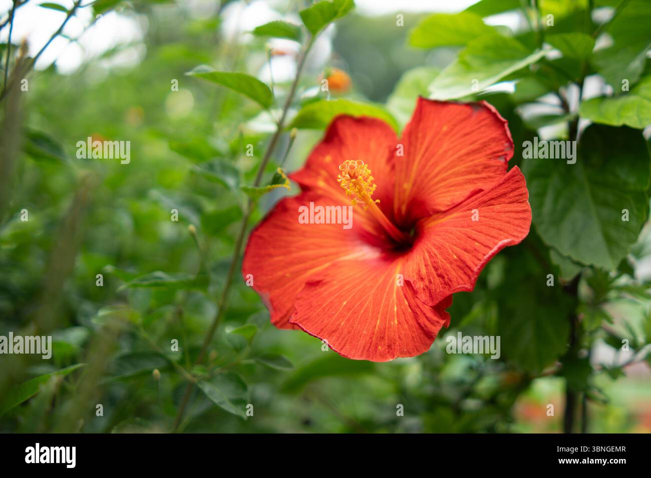 Gros plan d'une fleur d'hibiscus rouge vif en pleine floraison Banque D'Images