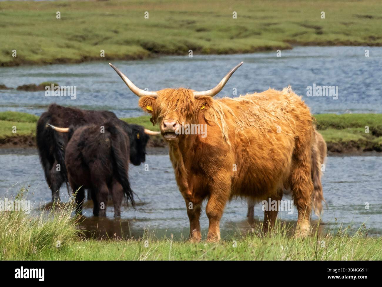 Bétail des Highlands pâturant sur pâturages bruts, Pennyghael, île de Mull, Écosse, Royaume-Uni Banque D'Images