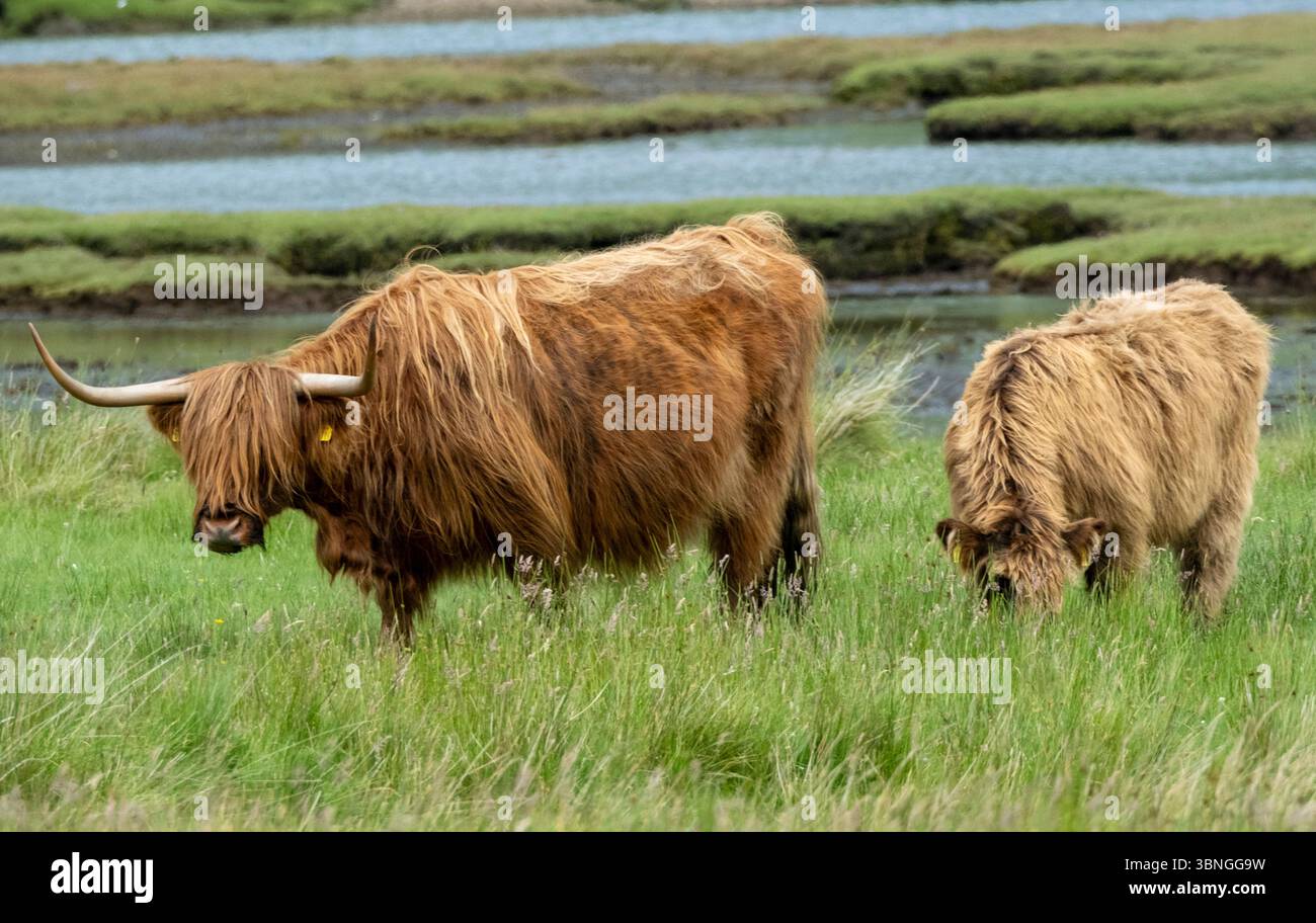 Bétail des Highlands pâturant sur pâturages bruts, Pennyghael, île de Mull, Écosse, Royaume-Uni Banque D'Images