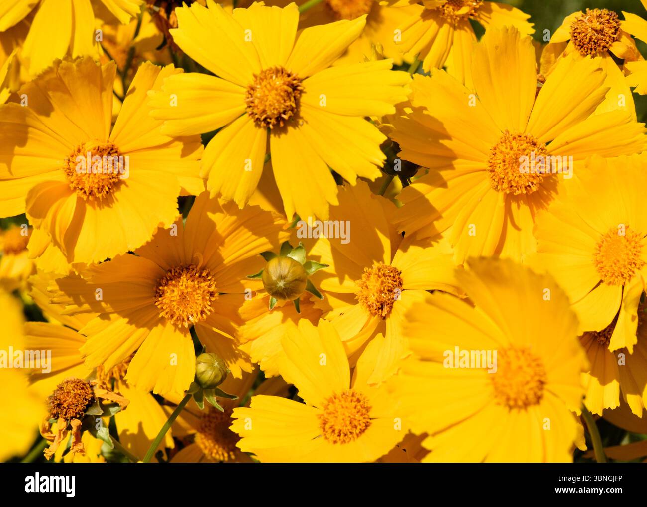 Masse de fleurs en floraison Coreopsis grandiflora, de graines de mouton à grandes fleurs ou de graines de mouton dorées jaune vif en forme de marguerite Banque D'Images