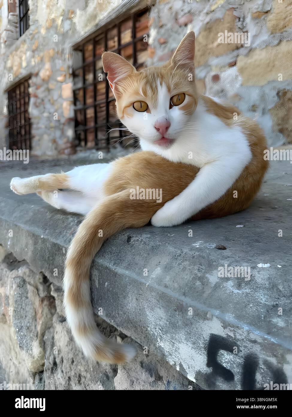 Gingembre et chat blanc se prélasse confortablement sur un mur de pierre, mettant en valeur une posture détendue. L'arrière-plan texturé et les détails de la fenêtre ajoutent un ch. rustique Banque D'Images